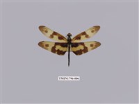 藏品(彩裳蜻蜓)的圖片